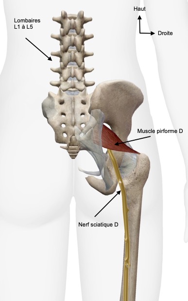 Anatomie du piriforme. Anatomie du piriforme